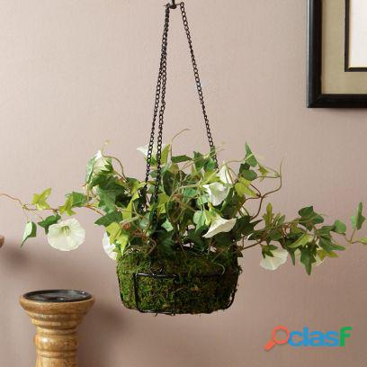 Indoor Plant